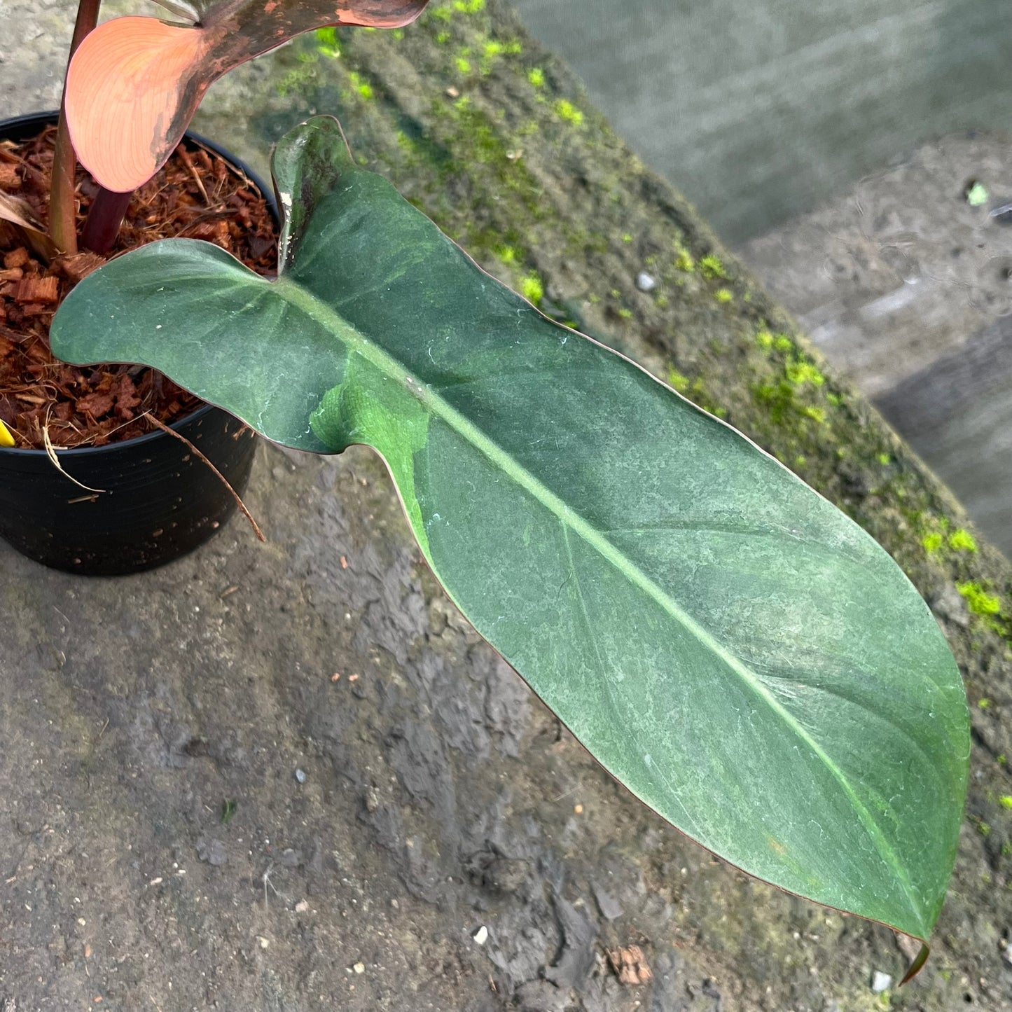 Philodendron Florida Bronze Variegated - Exact Plant (P035)