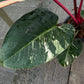 Philodendron Rojo Red Congo Variegated - Exact Plant - Original - Non TC