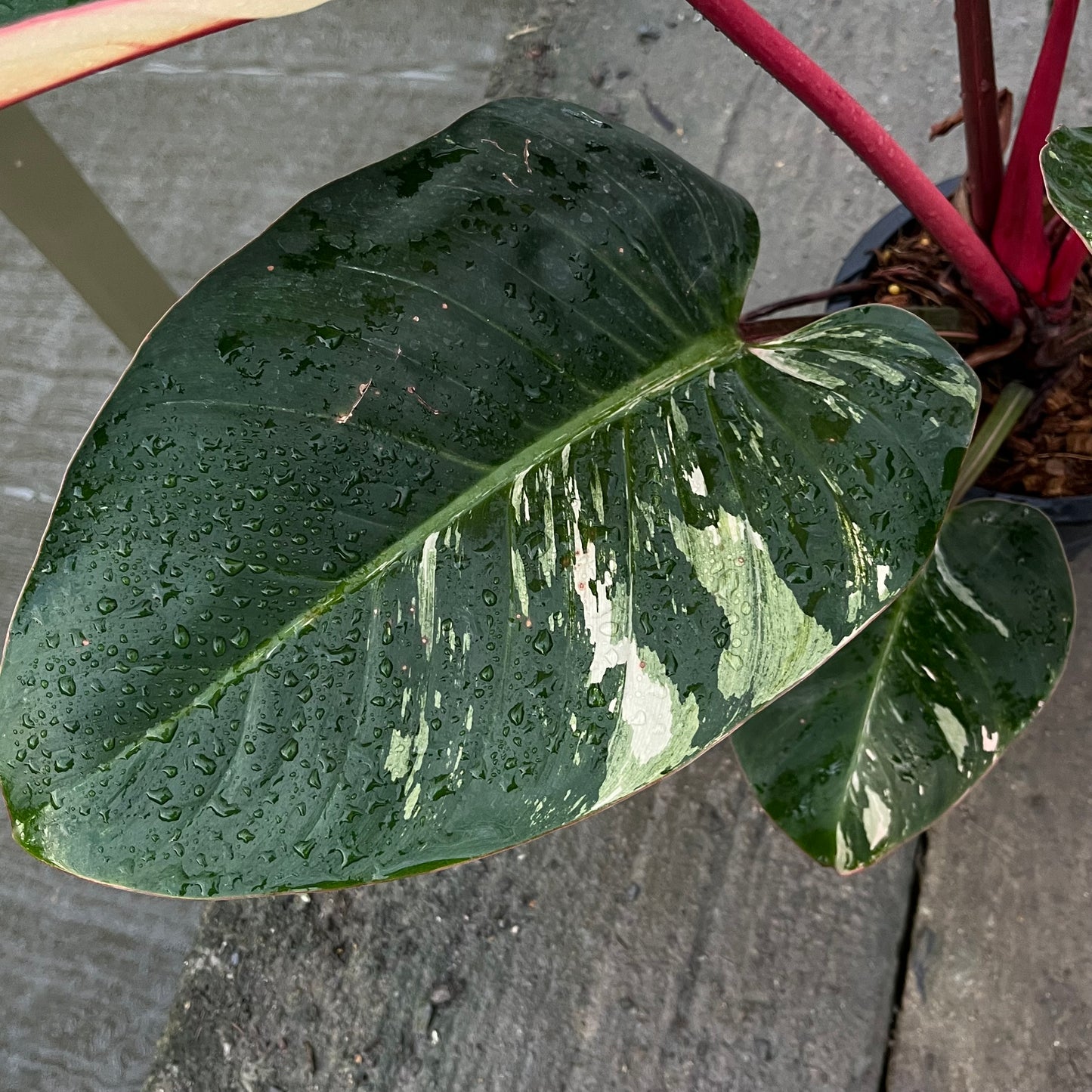 Philodendron Rojo Red Congo Variegated - Exact Plant - Original - Non TC