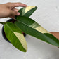 Epipremnum Giganteum White Pearl - Exact Plant