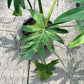 Philodendron Radiatum Variegated - Exact Plant