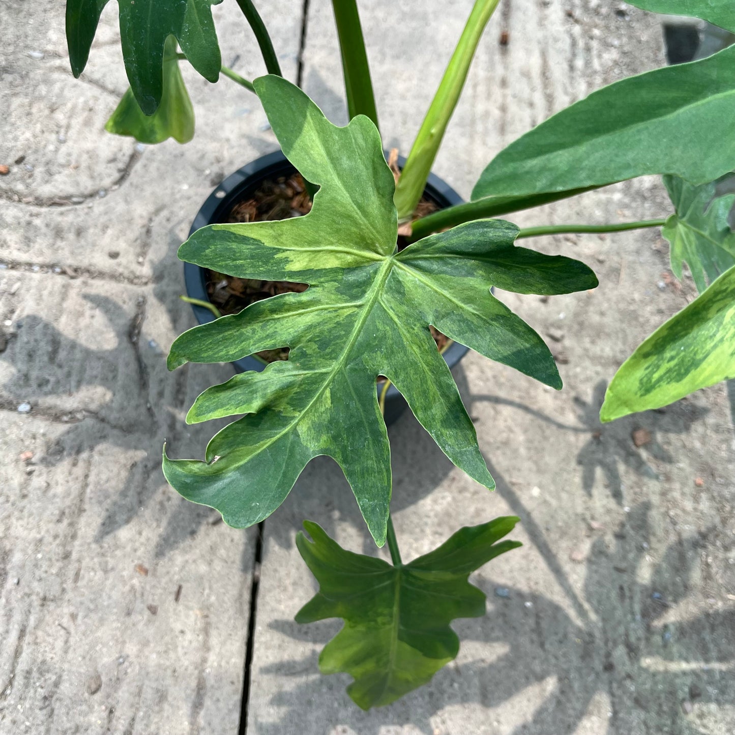 Philodendron Radiatum Variegated - Exact Plant