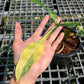 Philodendron Joepii variegated aurea - Exact Plant (P028)