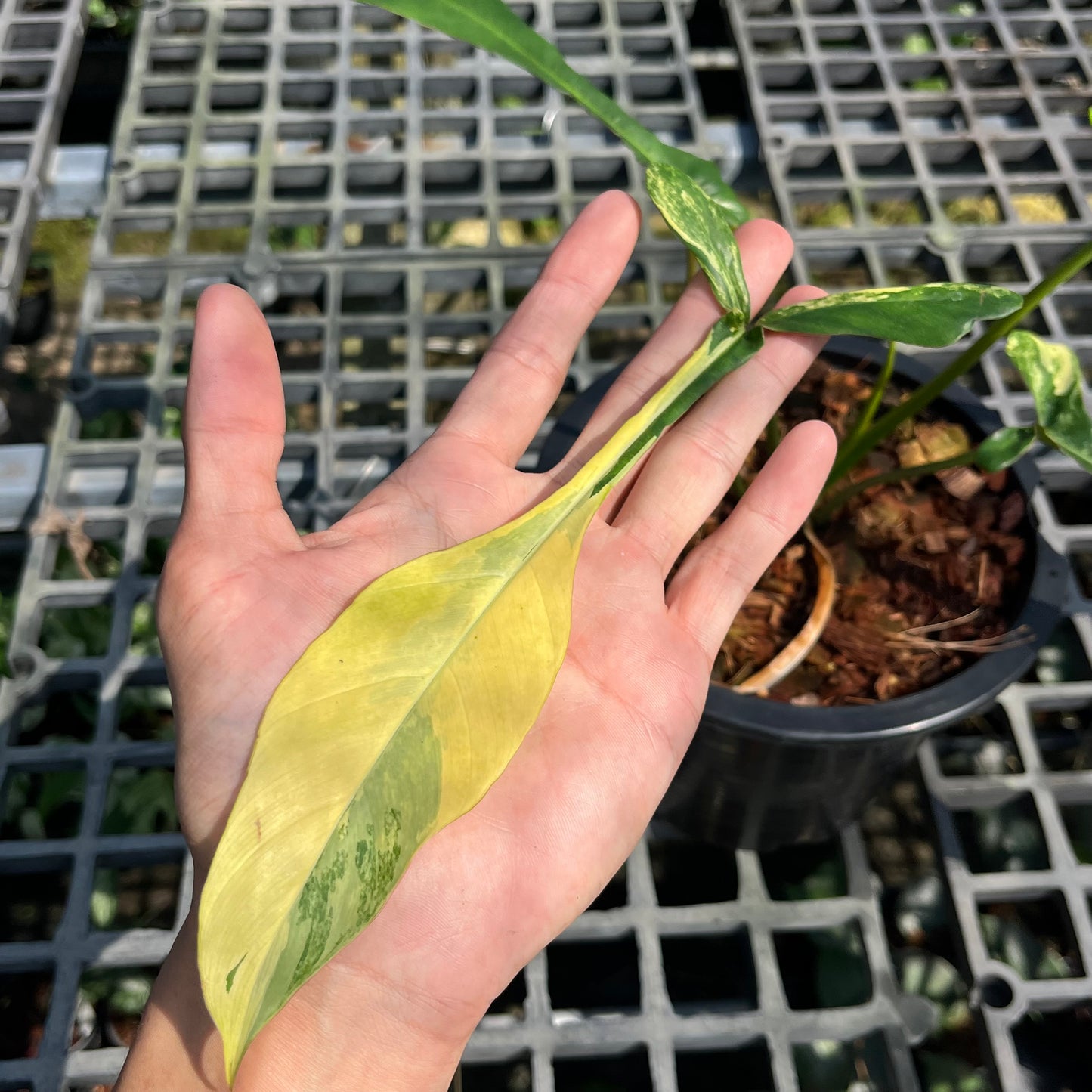 Philodendron Joepii variegated aurea - Exact Plant (P028)
