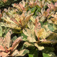 Plumeria Rubra Pink Maya Variegated - Triple Heads - Large Size - Grafted Plant