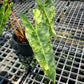 Philodendron Billietiae Variegated- Exact Plant (P026)