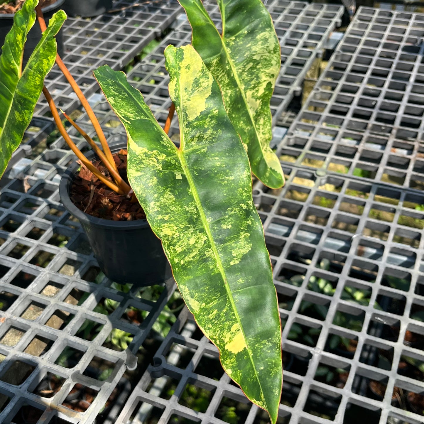 Philodendron Billietiae Variegated- Exact Plant (P026)