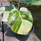Monstera Borsigiana x Mint ‘Jungle’ - Exact Plant (M042)