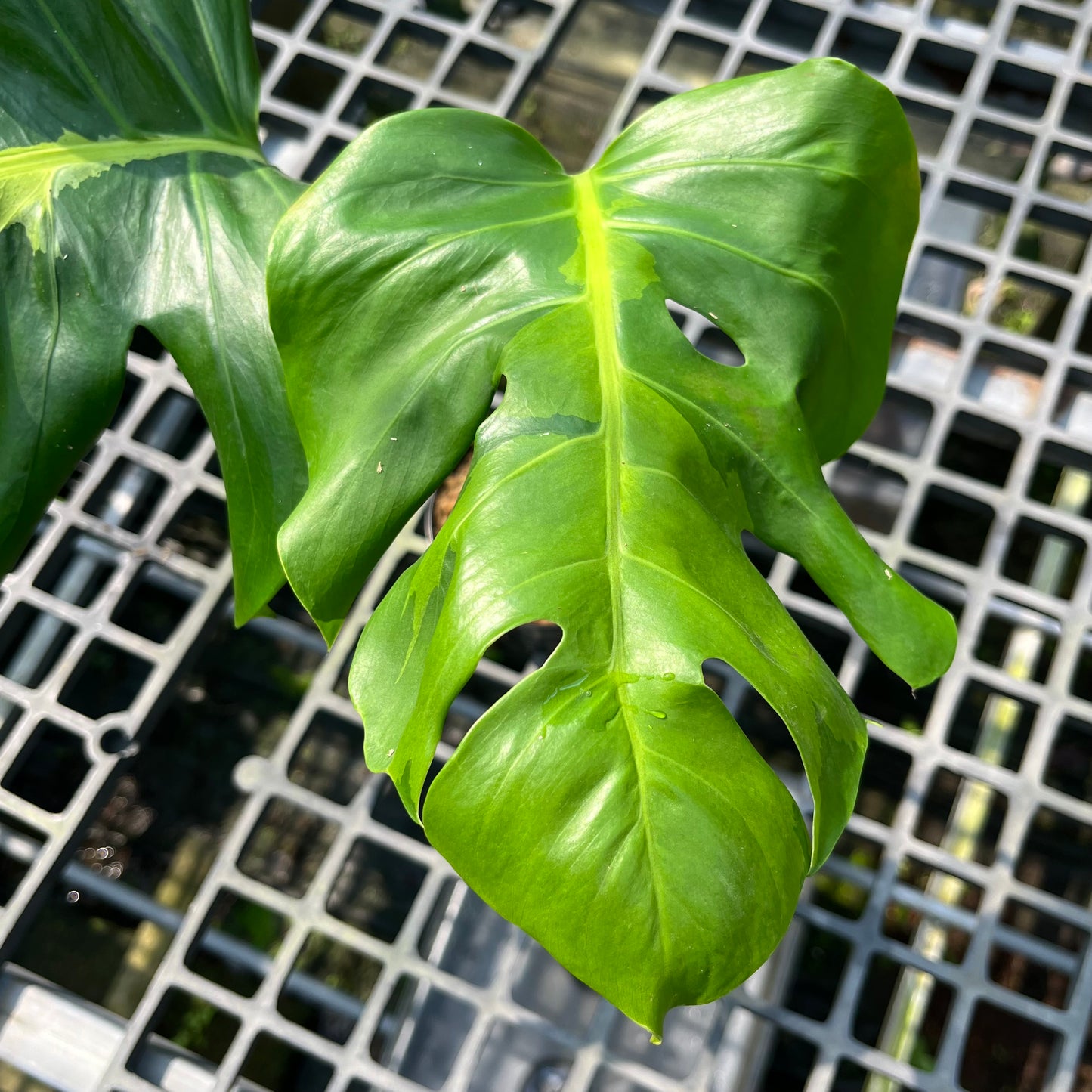 Monstera White Lava - Exact Plant (M049)