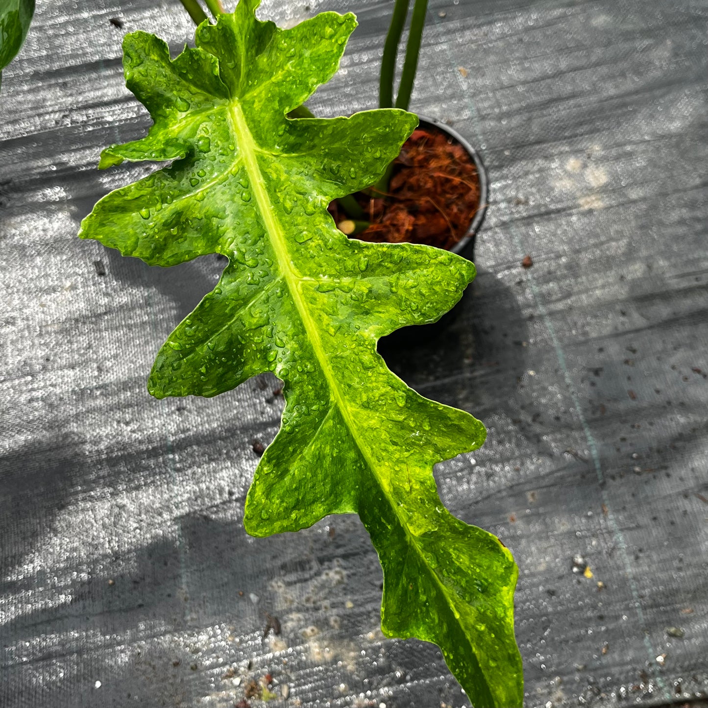 Philodendron Bob Cee Variegated - Large Size