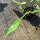 Philodendron Joepii Mint Variegated - Exact Plant (P060)