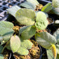 Ficus Villosa - Exotic Hairy Foliage