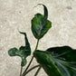Alocasia Teletubbies