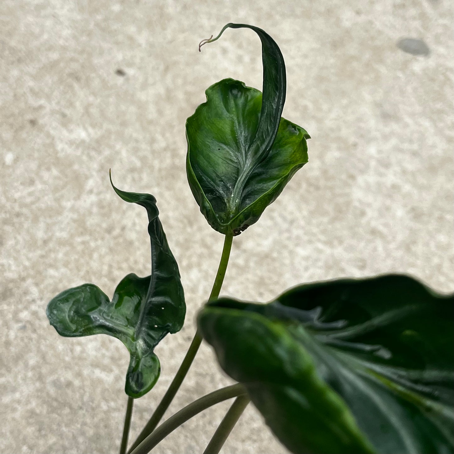 Alocasia Teletubbies