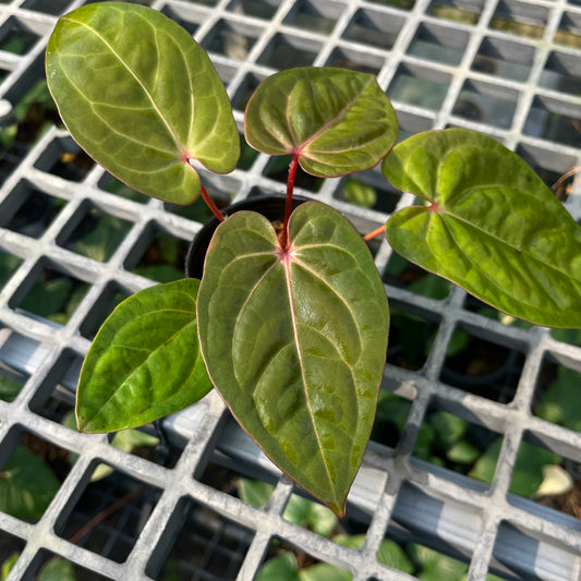 Anthurium Hoffmanii Red Sinus ‘Blood Moon’ - Exact Plant