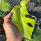 Monstera Deliciosa Platinum - Exact Plant (M038)