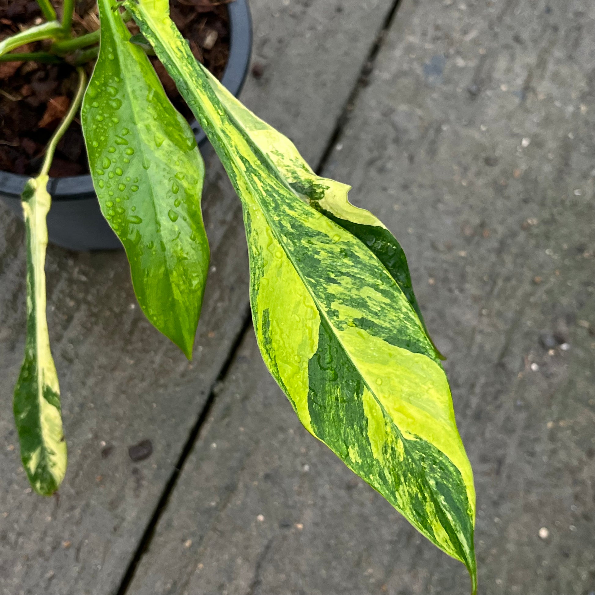 Philodendron Joepii Variegated Aurea - Exact Plant
