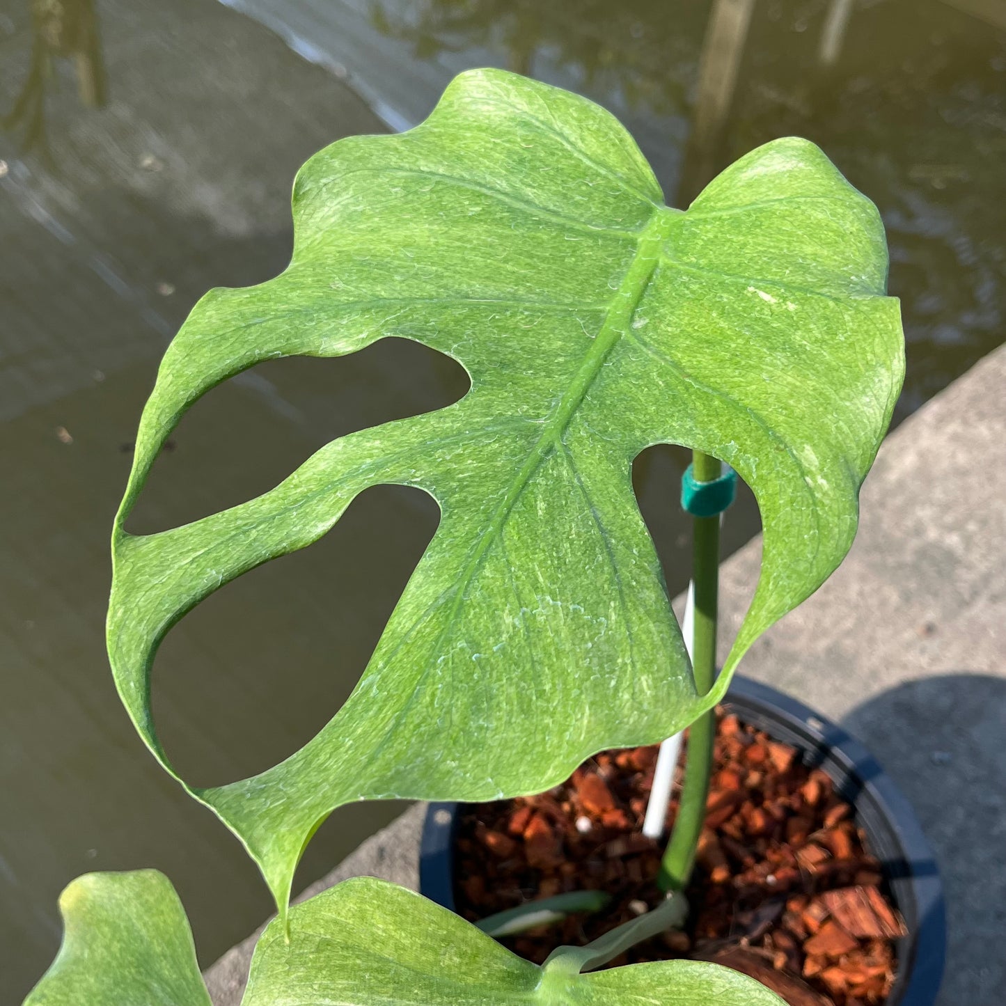 Monstera Jade Goblin - Exact Plant (M044)