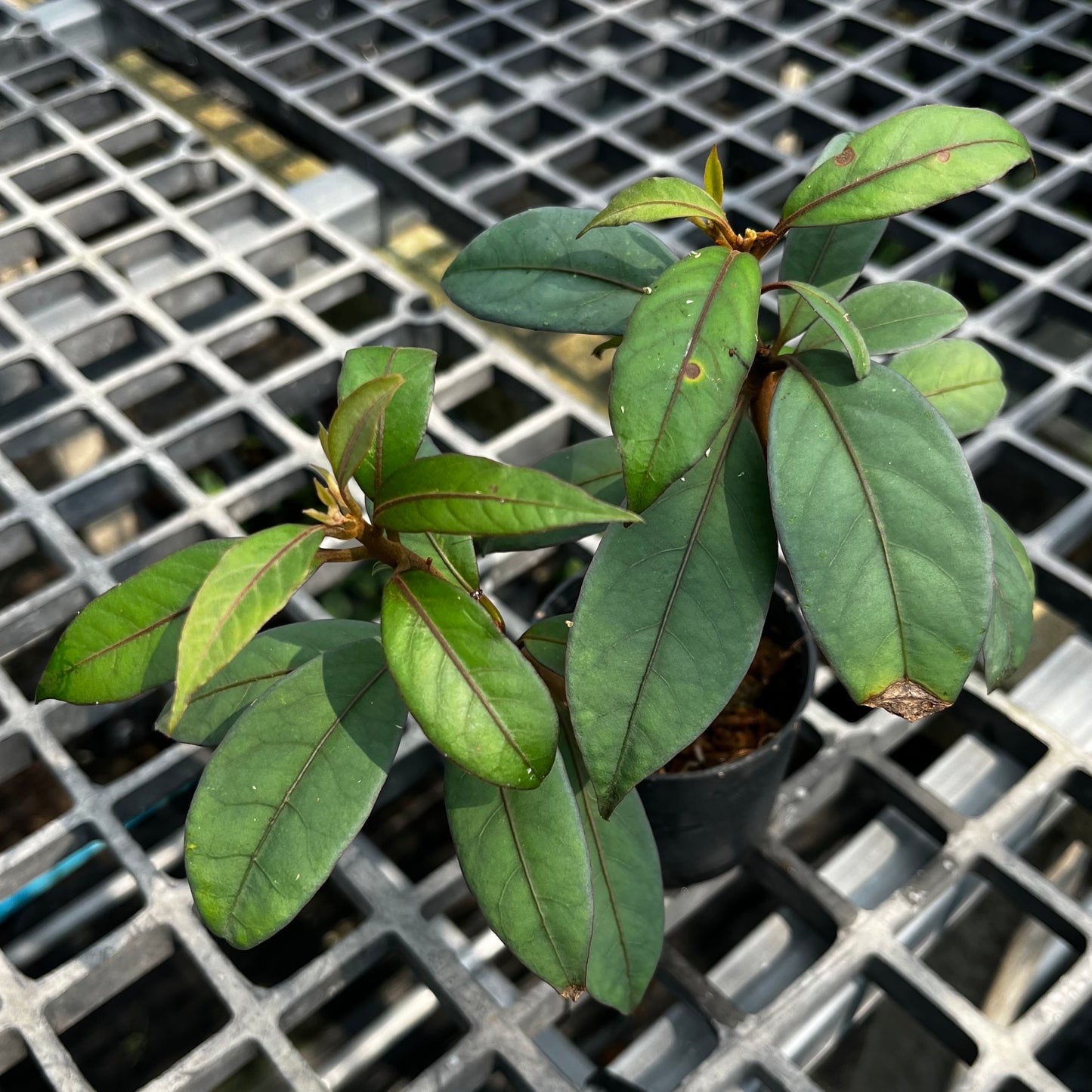 Blue Ecuador SPP. - Metalic Blue