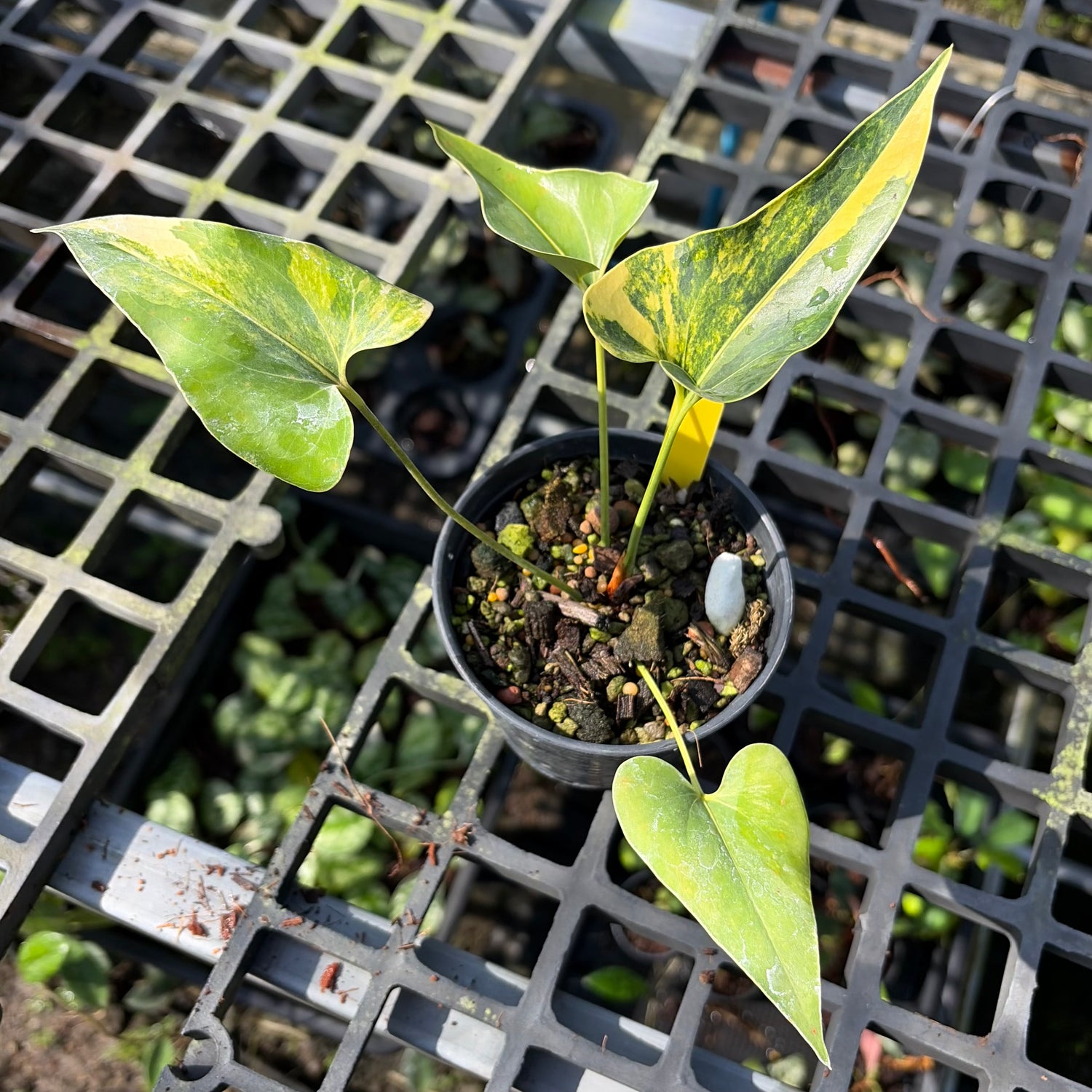 Anthurium