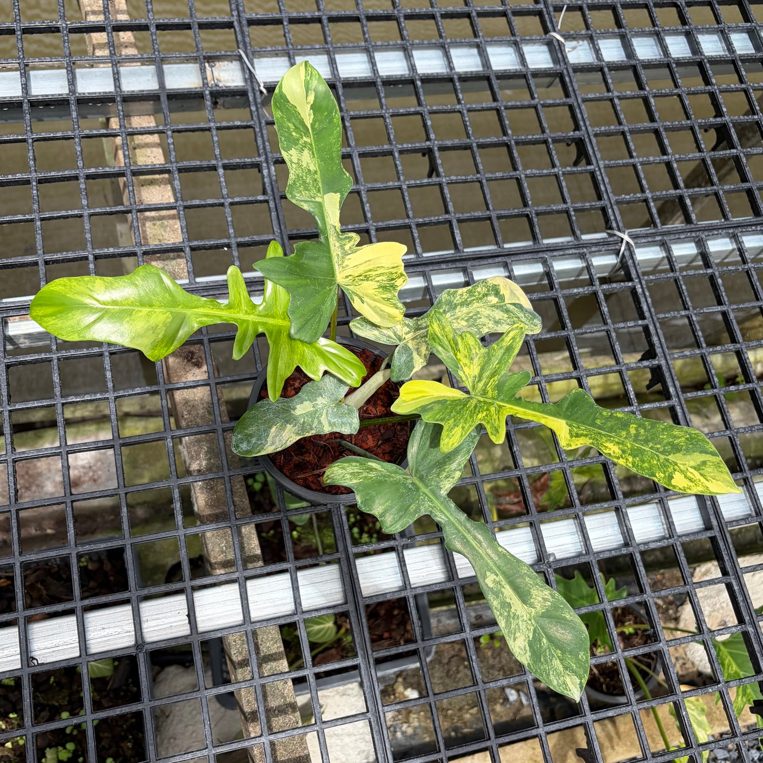 Philodendron