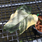 Monstera Casper - Exact Plant (M054)