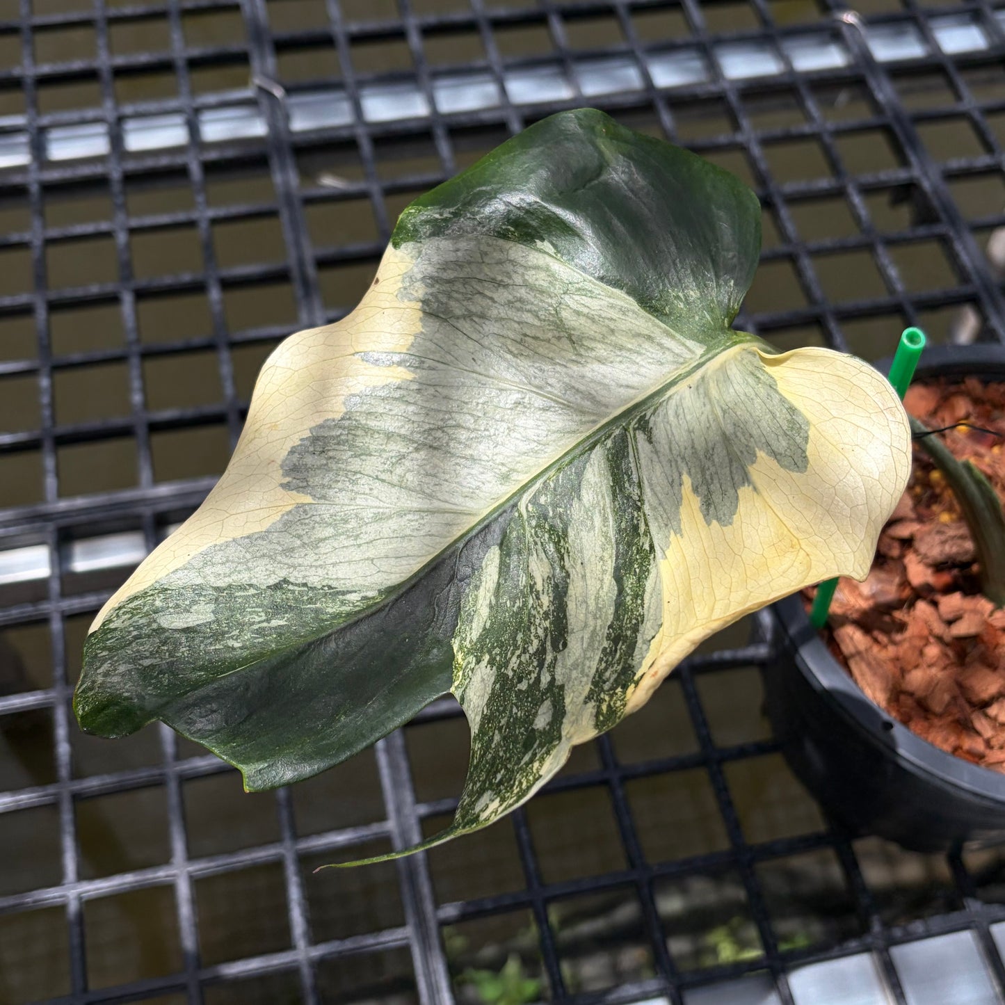 Monstera Casper - Exact Plant (M054)