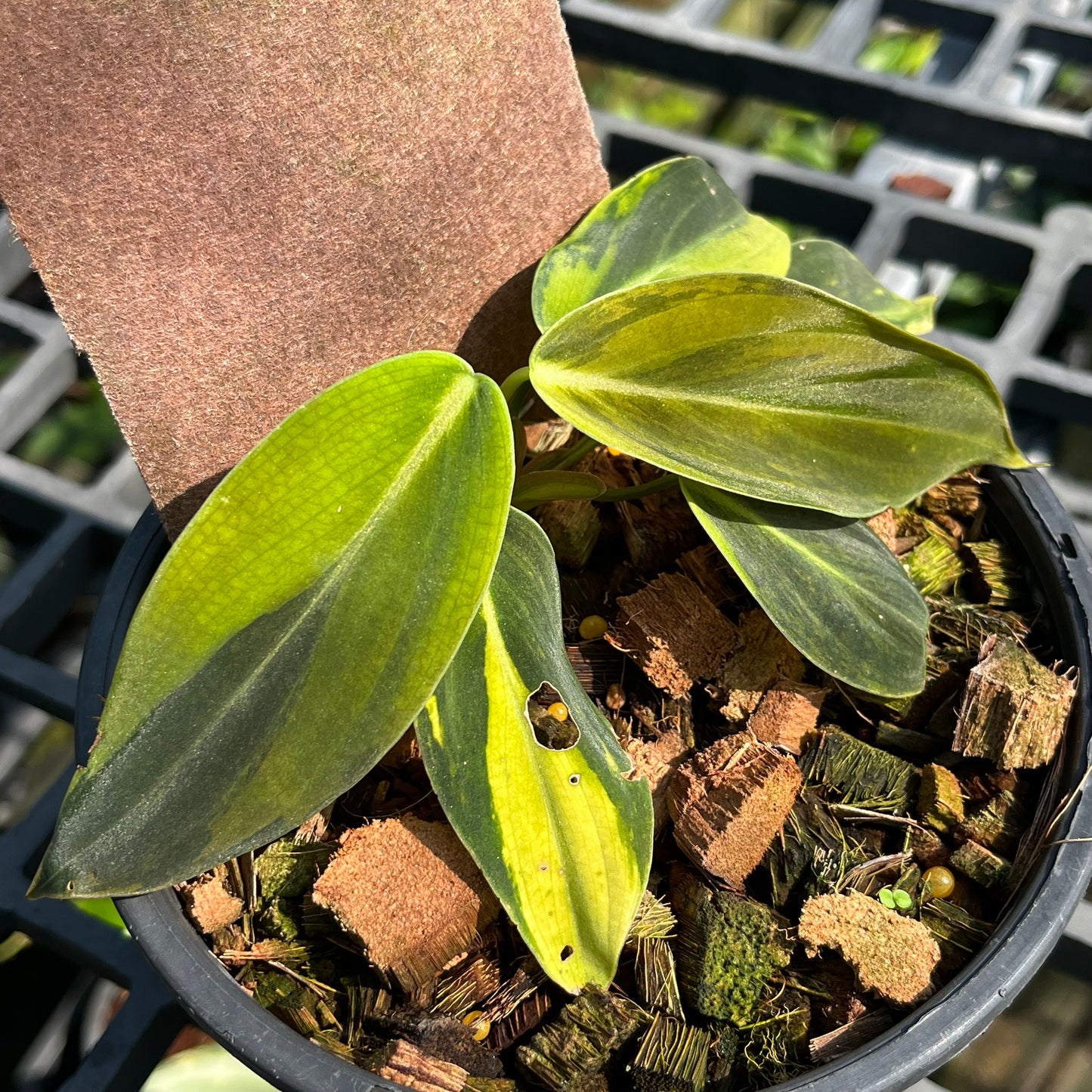 Philodendron Gigas Variegated - Exact Plant (P036)