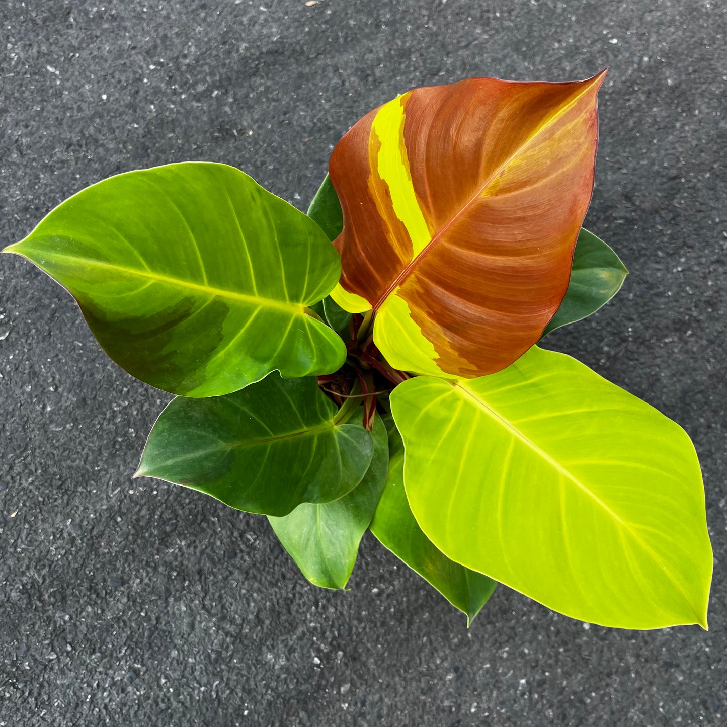 Philodendron Red Moon variegated