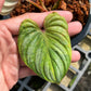 Philodendron Mamei Variegated - Exact Plant (P033)