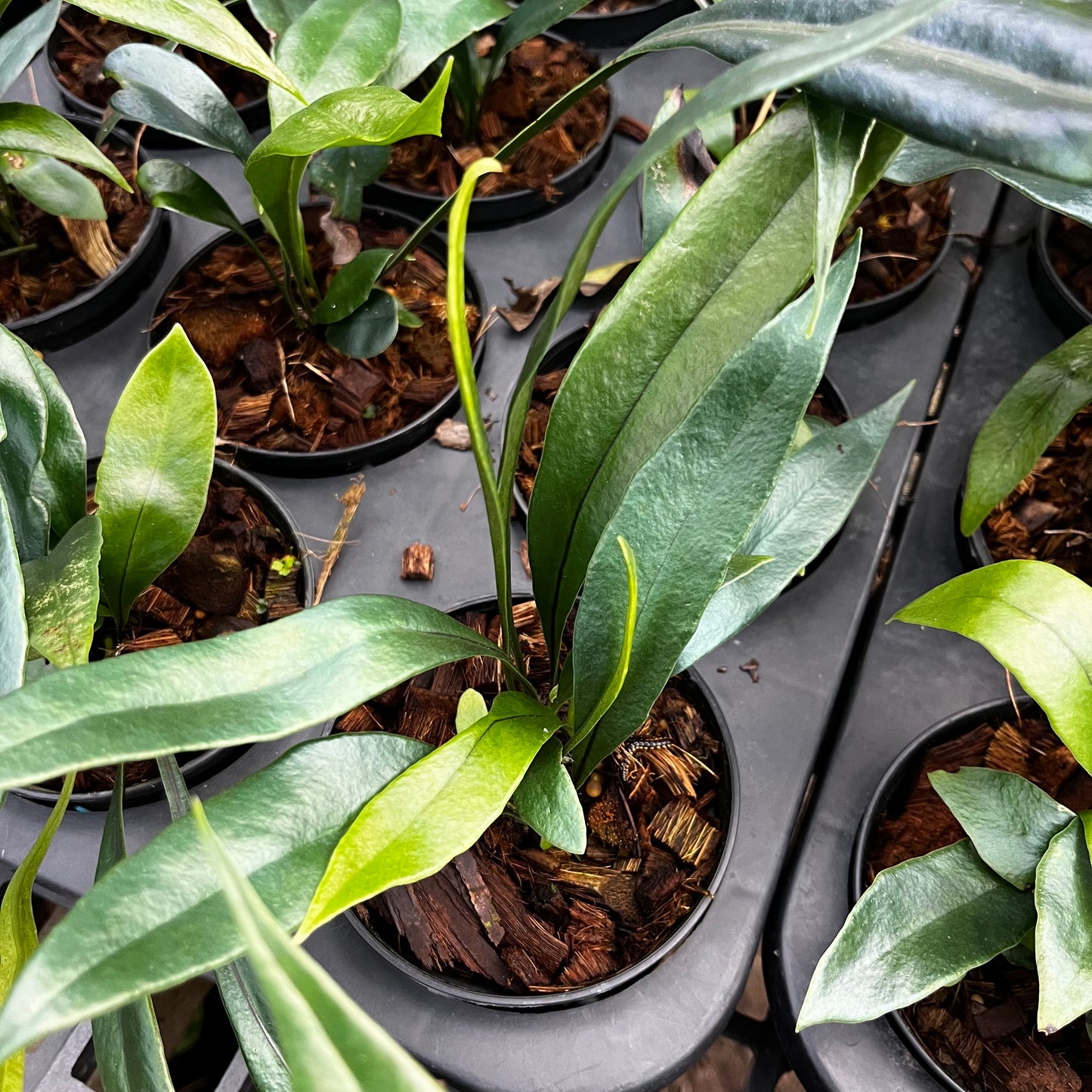 Microsorum Thailandicum - Blue Oil Fern