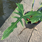 Philodendron Golden Dragon Variegated (Narrow Form)- XL - Exact Plant (P037)