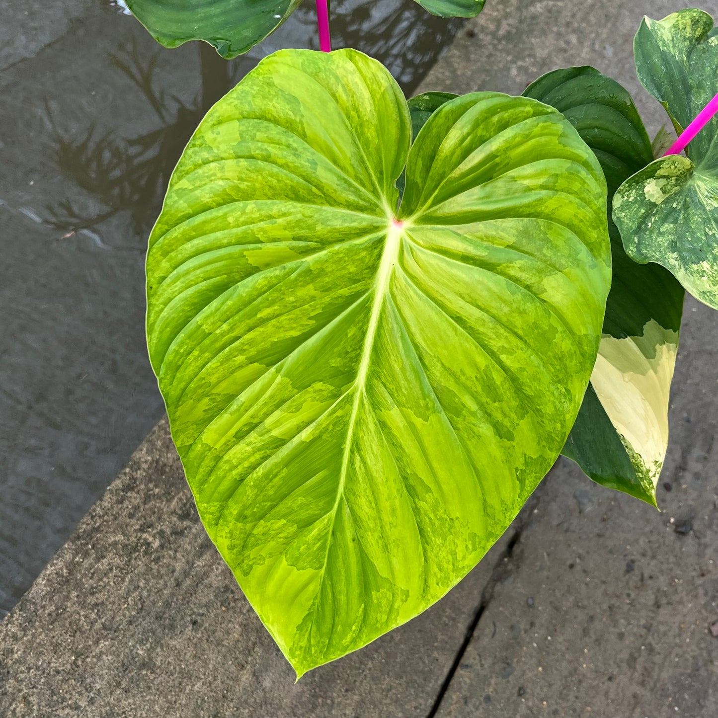 Philodendron Pastazanum Variegated - Exact Plant (P047)