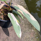 Philodendron Atabapoense Margin Variegated - Exact Plant (P034)