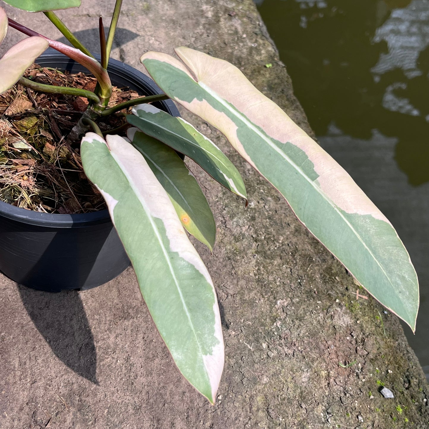 Philodendron Atabapoense Margin Variegated - Exact Plant (P034)