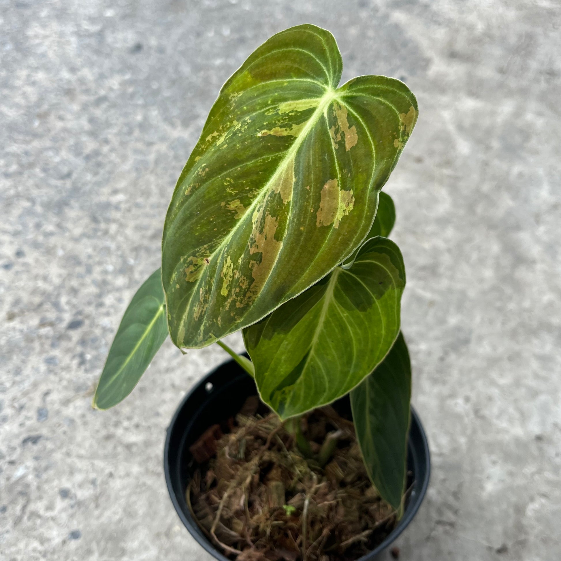 philodendron melanchrysum Philodendron melanochrysum variegatum