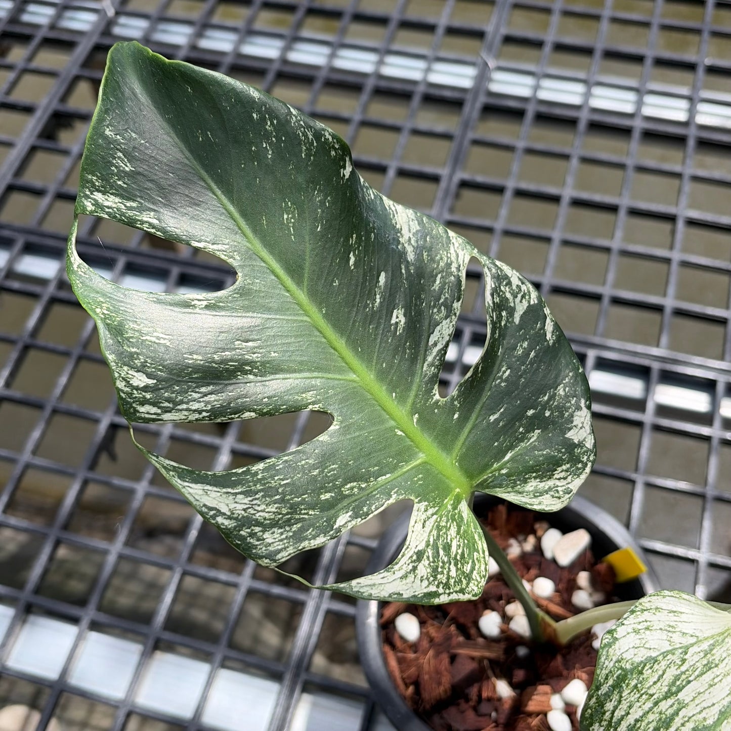 Monstera Deliciosa Devil Monster - Exact Plant (M057)