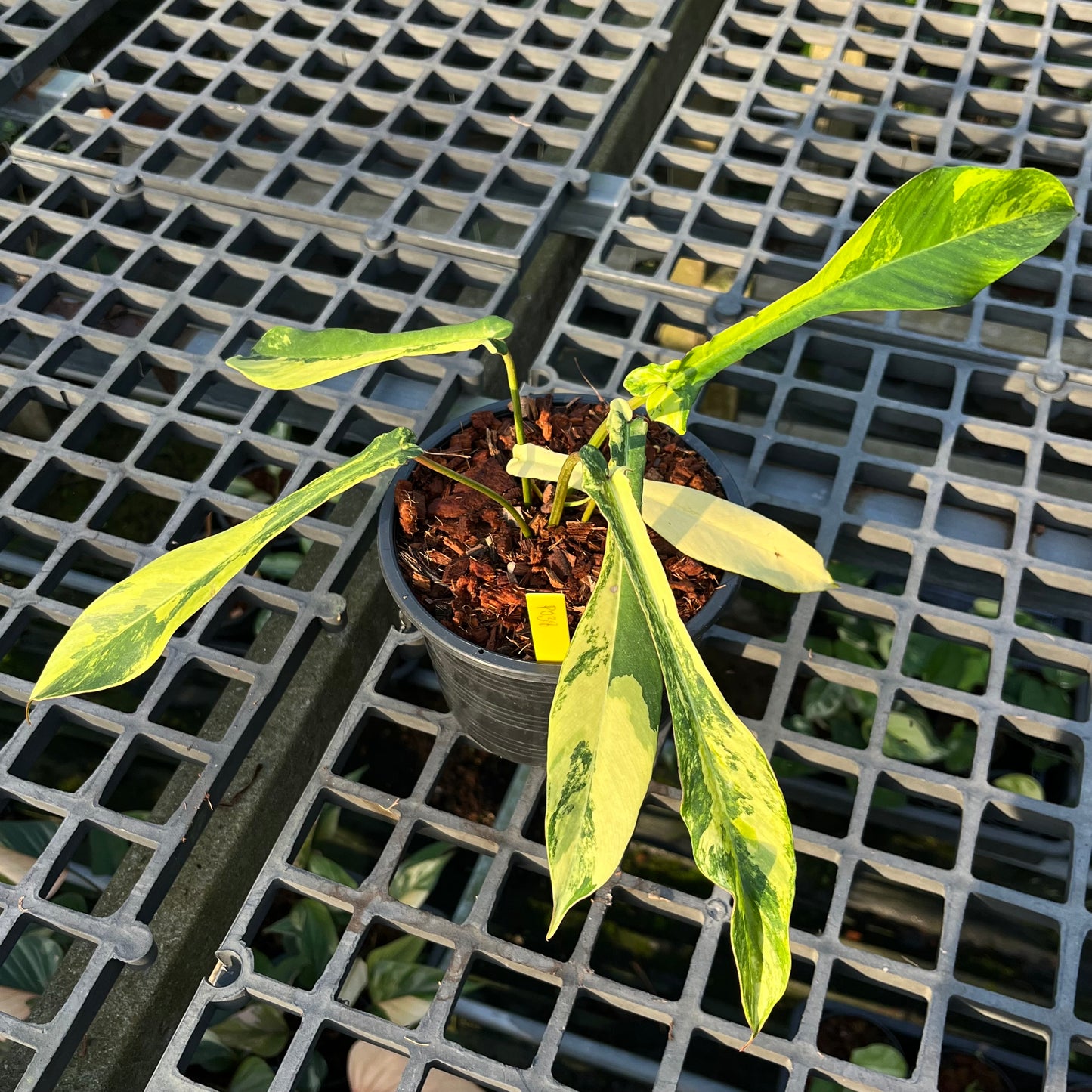 Philodendron Joepii Aurea Variegated - Exact Plant (P038)