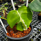 Monstera White Lava