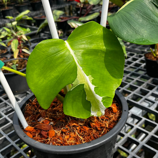 Monstera White Lava