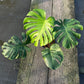 Monstera Ocean Mint Variegated