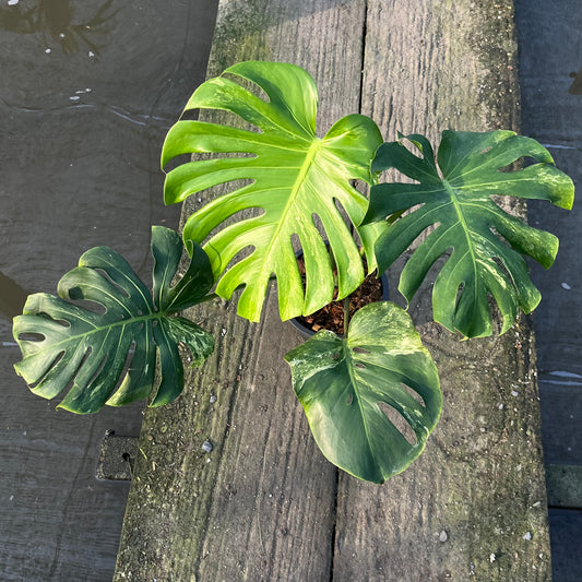 Monstera Ocean Mint Variegated