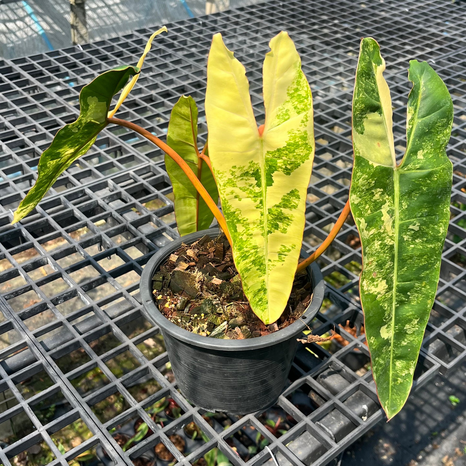 Philodendron Billietiae Variegated – Rare Tropical Houseplant
This rare Philodendron features vibrant yellow variegation on long, arrow-shaped leaves. A top choice for tropical plant collectors, it’s easy to grow and perfect for indoor plant lovers seeking something truly unique.