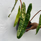 Philodendron Billietiae Variegated - Exact Plant - 4 Variegated Leaves