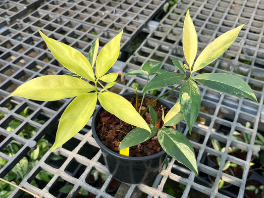 Philodendron Goeldii Variegated - Exact Plant (P029)