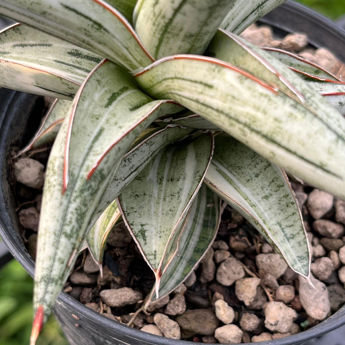 Close-up of Sansevieria Lavranos 1970 showing thick white variegation and smooth leaf texture