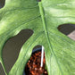 Monstera Jade Goblin - Exact Plant (M044)