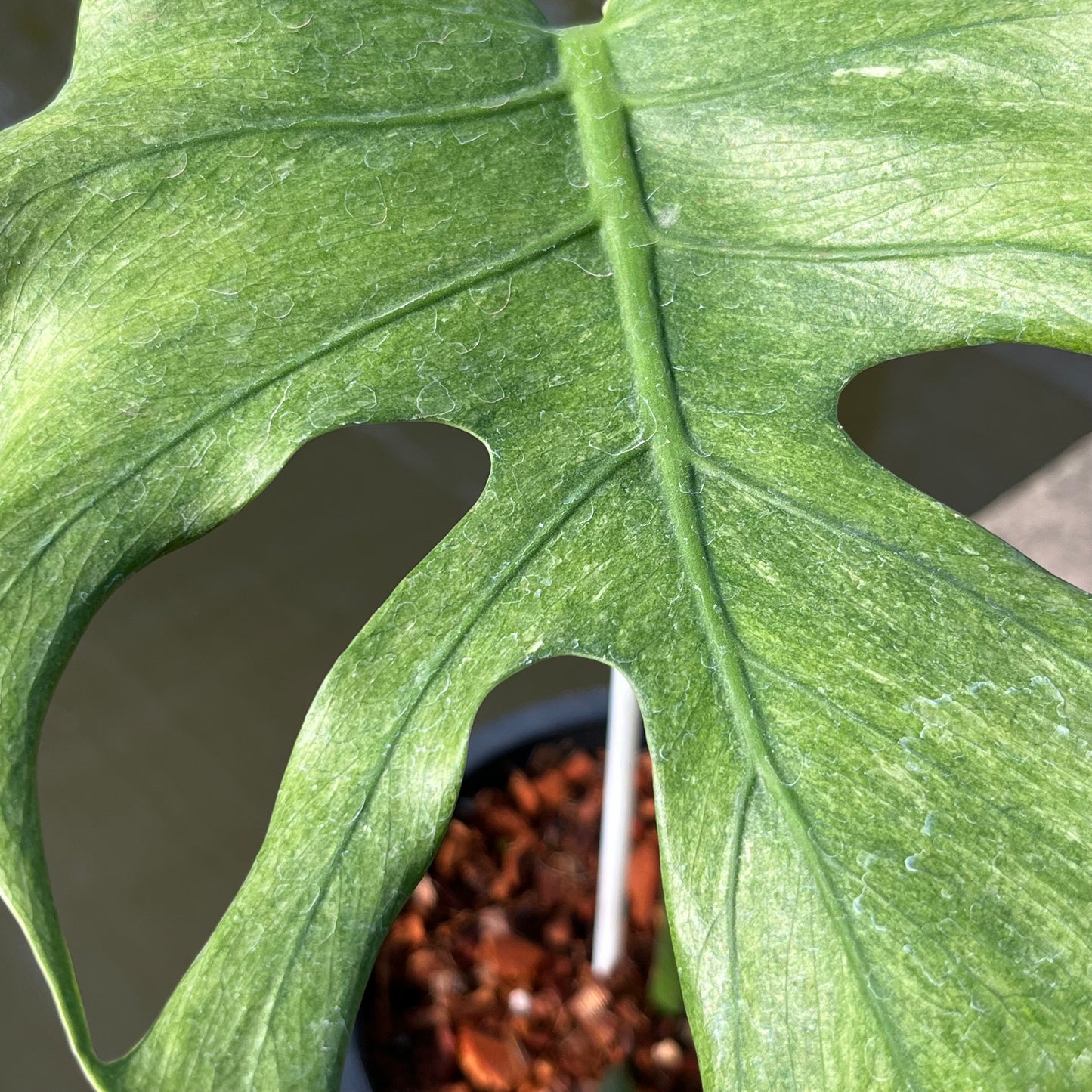 Monstera Jade Goblin - Exact Plant (M044)