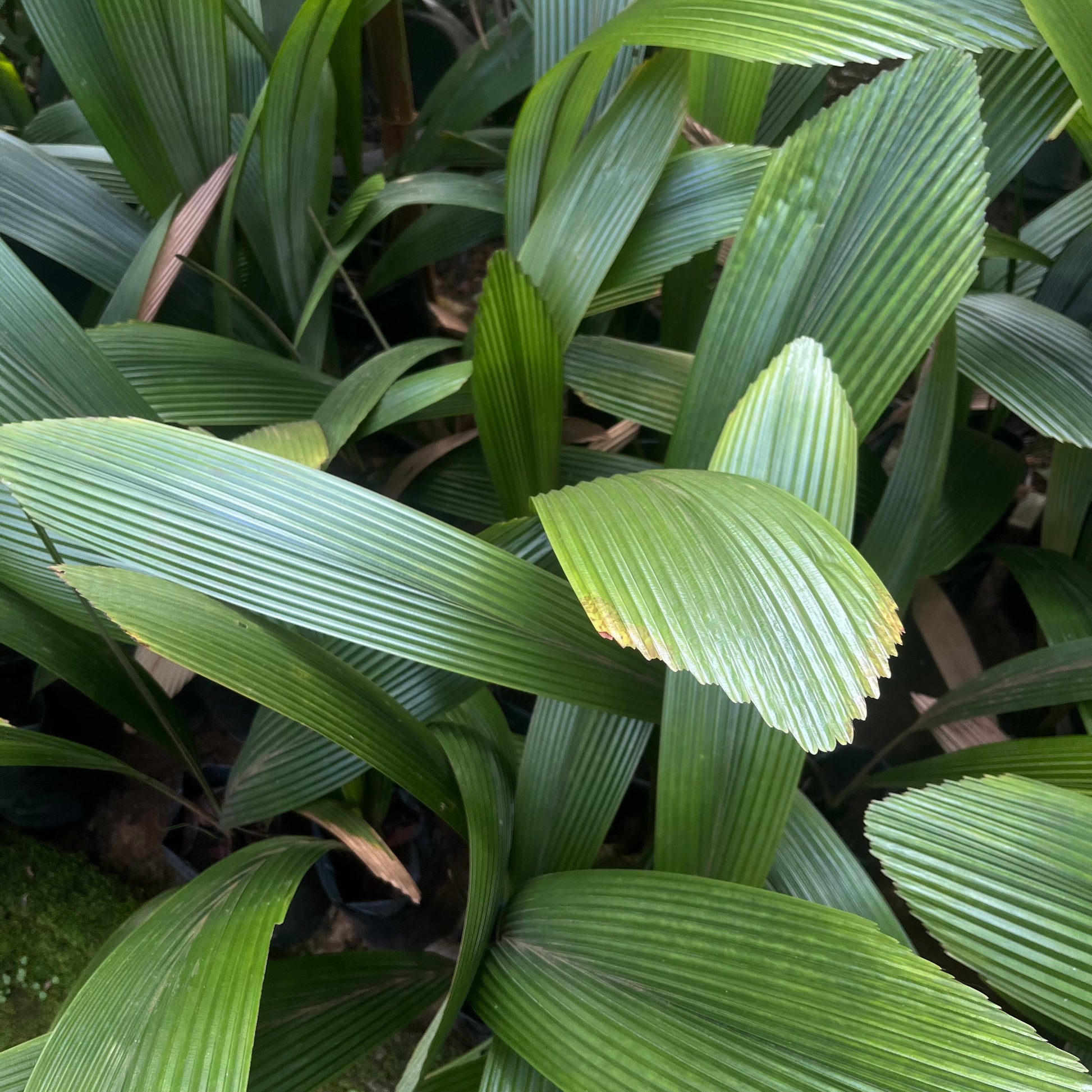 Johannesteijsmannia magnifica
A rare and highly sought-after species of palm endemic to Peninsular Malaysia. Johannesteijsmannia magnifica is distinguished by its large, undivided, fan-shaped leaves with a striking silver-metallic sheen on the upper surface. It thrives in shaded, humid lowland tropical forests and prefers well-draining soil with consistent moisture. Ideal for collectors of rare and primitive palm species.
