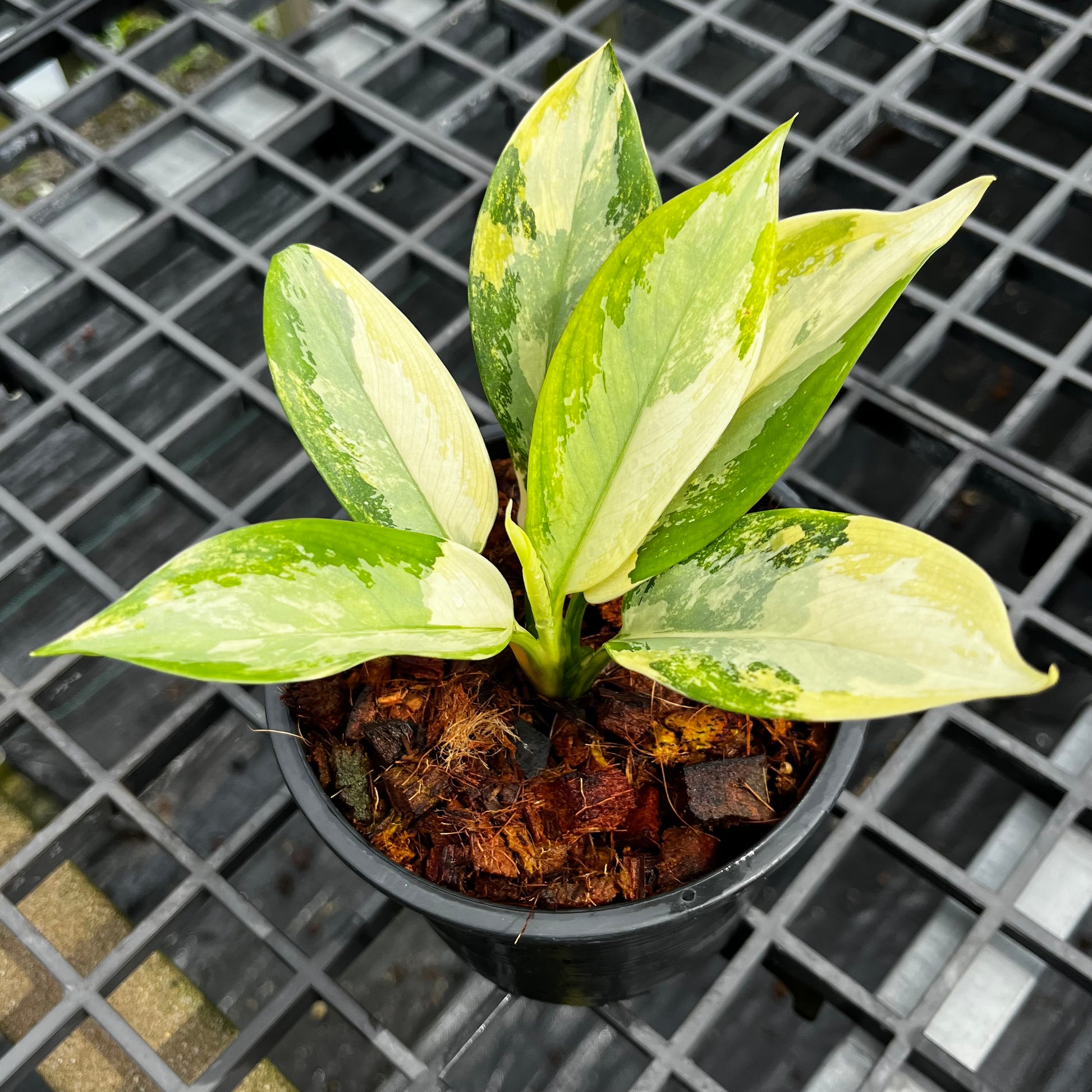 aglaonema bangkok dream Aglaonema Suvarnabhumi Variegated – Greenroom Planter